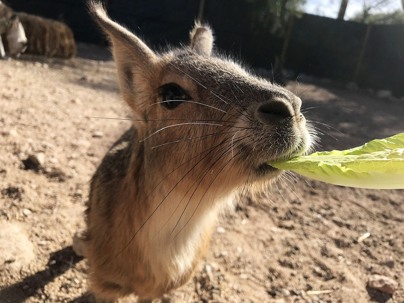 Patagonian Mara